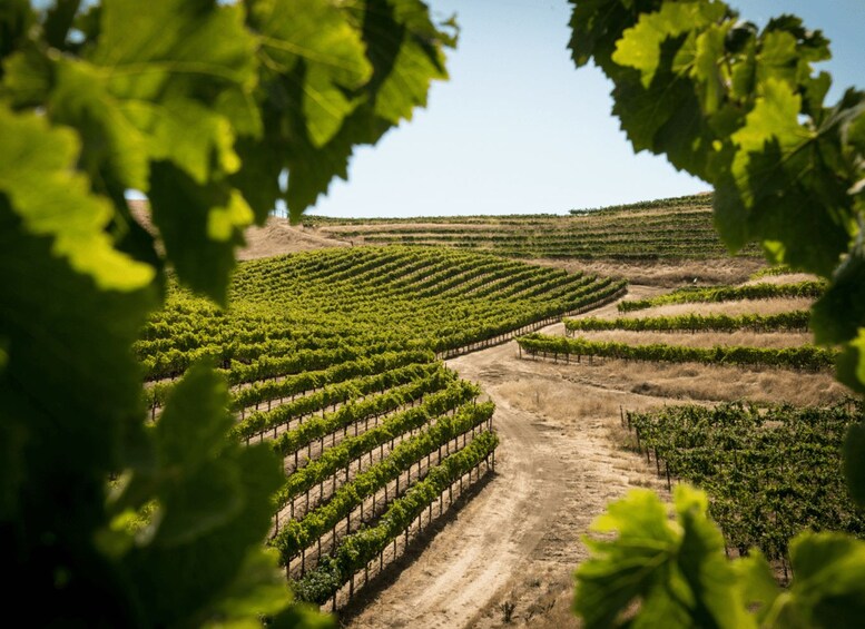 A vineyard with rows of grapevines. 2
