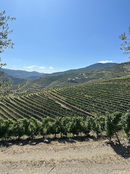 A vineyard with rows of grapevines under a clear blue sky. 3