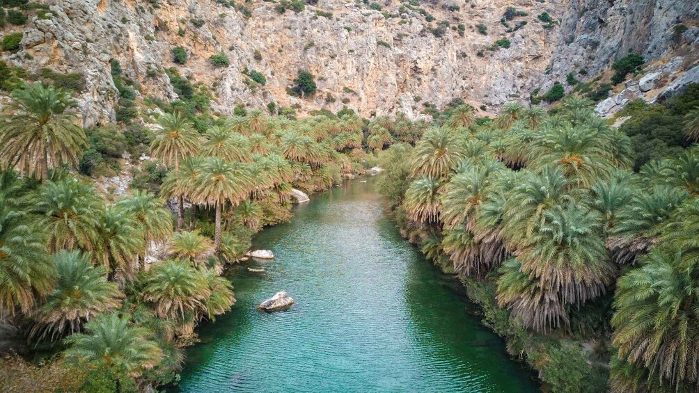 A canyon with a river, surrounded by dense palm trees. 4