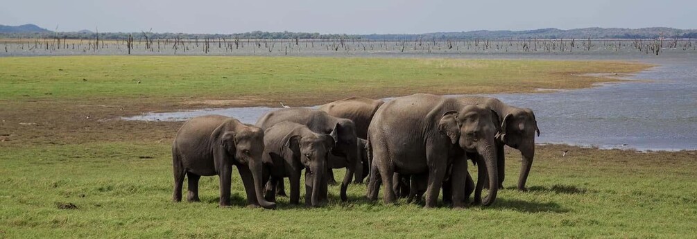 A herd of elephants near a water body in a grassy field. 2