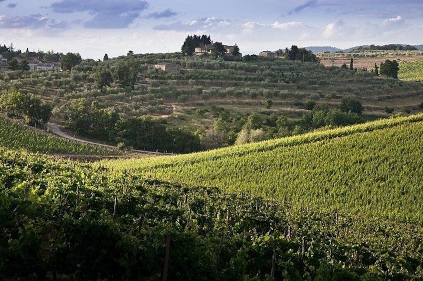 Un vignoble avec des rangées de vignes, un sentier sinueux et un paysage vallonné, avec quelques bâtiments dispersés en arrière-plan. 3
