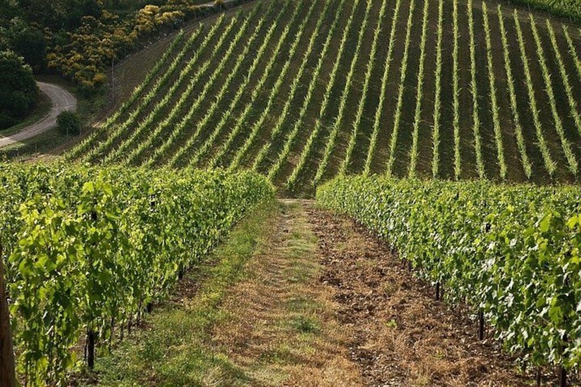 San Gimignano & Chianti Small Group Wine Tour 3