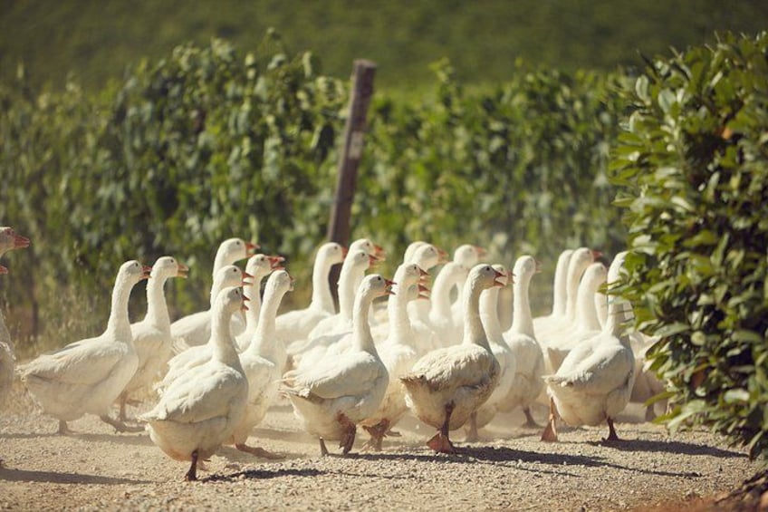 San Gimignano & Chianti Small Group Wine Tour 2