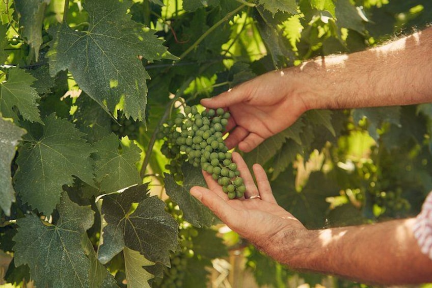 Une personne récoltant des raisins verts sur une vigne. 2
