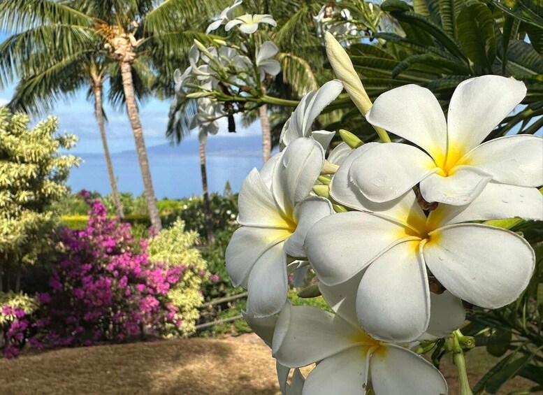 Picture 7 for Activity Maui: Mango Farm Sunset Tour with Fruit Tasting and Photos 3
