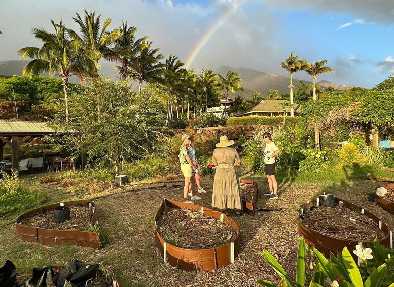 Picture 12 for Activity Maui: Mango Farm Sunset Tour with Fruit Tasting and Photos 4