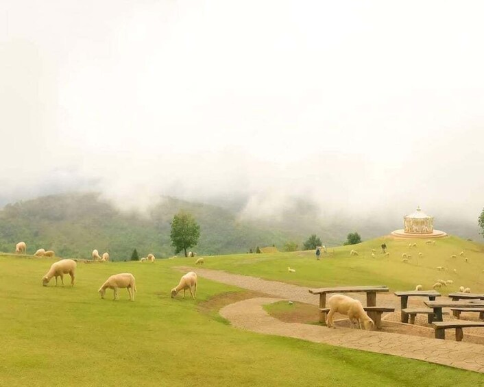 Picture 29 for Activity Chiang Rai: White Temple, Doi Chang, & Hot Springs Tour 3