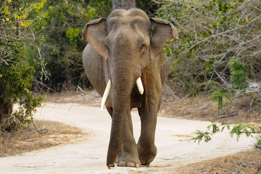 Picture 1 for Activity Yala Eco Safari – Wild Conservation Expedition 5