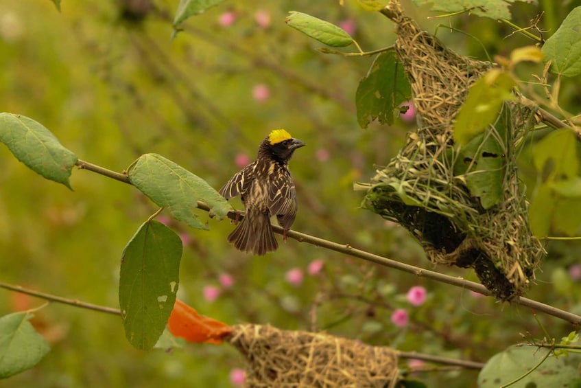 Picture 5 for Activity Yala Eco Safari – Wild Conservation Expedition 2