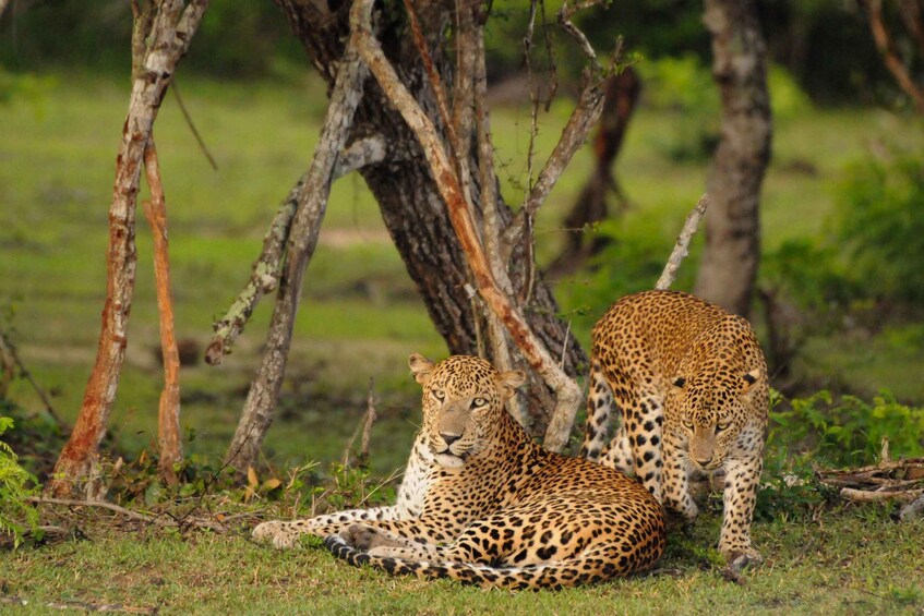 Yala Eco Safari – Wild Conservation Expedition 1