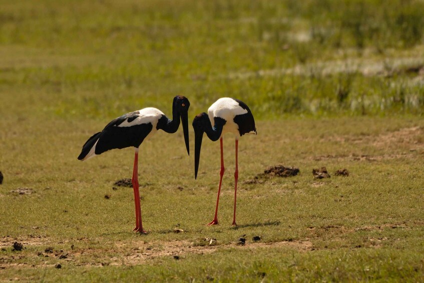 Picture 3 for Activity Yala Eco Safari – Wild Conservation Expedition 4