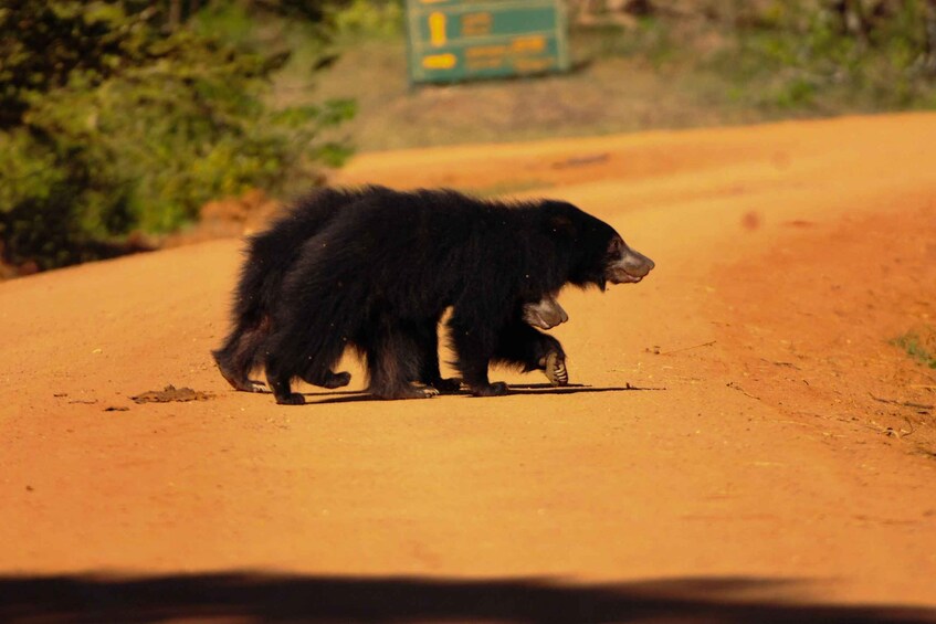 Picture 2 for Activity Yala Eco Safari – Wild Conservation Expedition 3