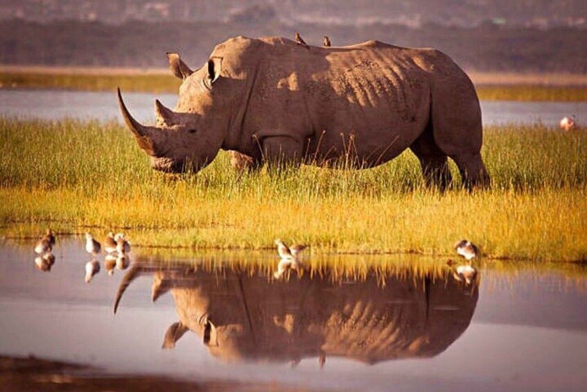 A rhinoceros by a water body with reflections and birds. 1