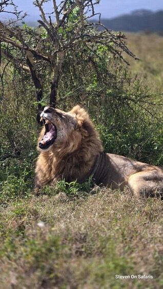 A lion lying in the grass with its mouth open, surrounded by greenery and trees. 2