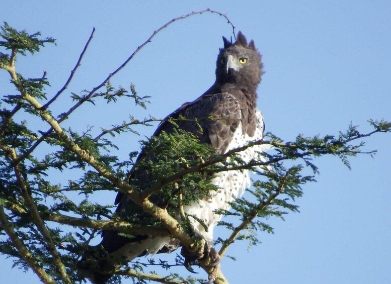 A bird perched on a tree branch. 4