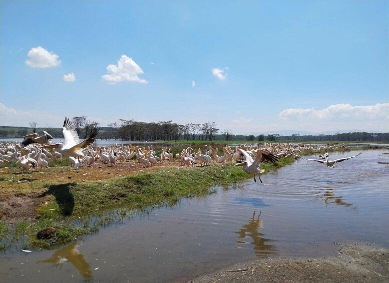 A large flock of birds near a water body with a clear sky. 5