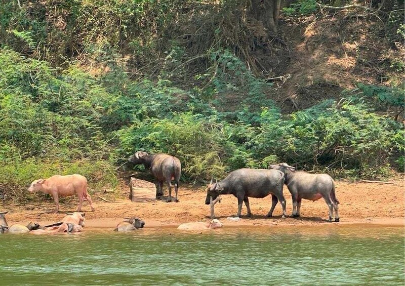 A group of water buffalo by a riverbank, surrounded by dense greenery. 5