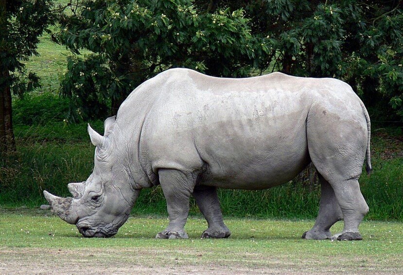 A rhinoceros grazing in a grassy field with trees in the background. 1