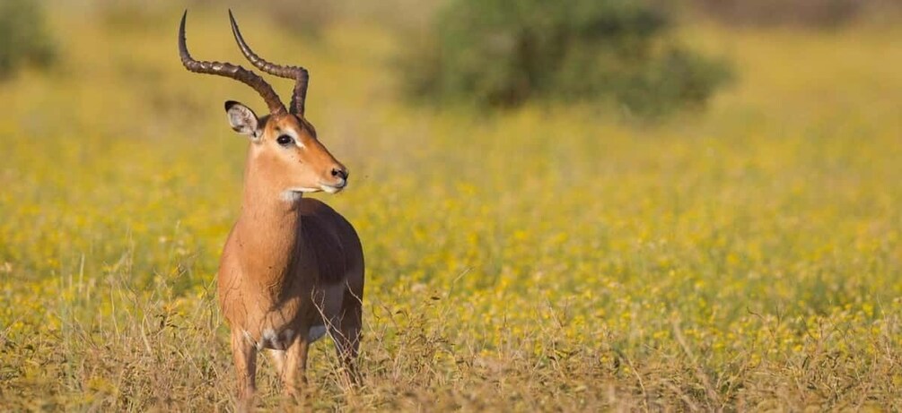 A kudu antelope in a grassy field. 3