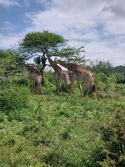 Four giraffes feeding from a tree in a grassy savanna. 4