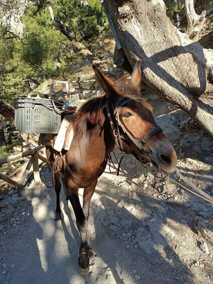 Picture 3 for Activity From Chania: Samaria Gorge Hiking Tour Easy Way 3