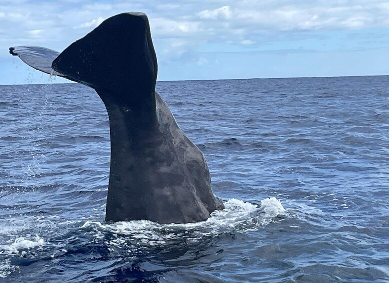 A whale's tail emerging from the water, with a clear sky in the background. 2