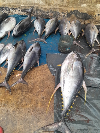 A variety of large fish laid out on a blue tarp and a black plastic sheet. 1