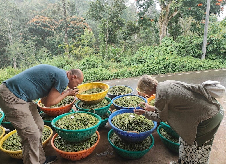 Two people sorting green beans in baskets on a roadside with lush greenery in the background. 2