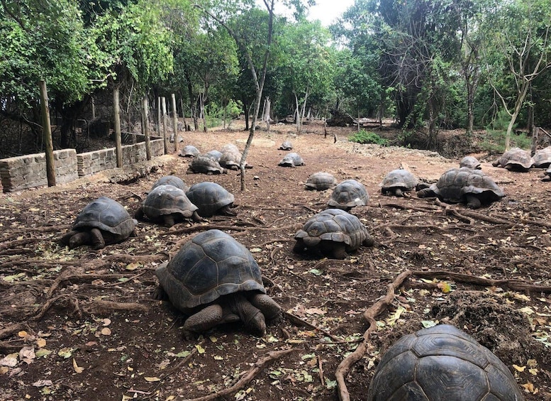A group of large tortoises in a naturalistic enclosure with trees and a stone wall. 1