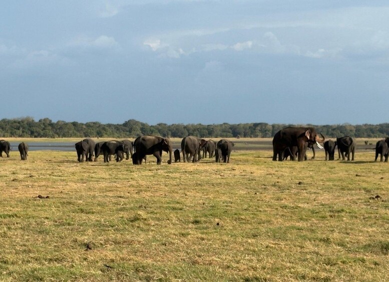 Picture 9 for Activity Frm Sigiriya Minneriya National Park Private Elephant Safari 2