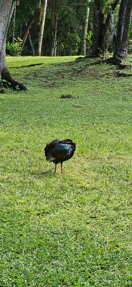 A bird standing on a grassy field with trees in the background. 2
