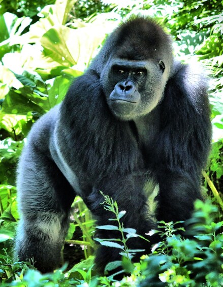 A gorilla in a lush green forest. 2