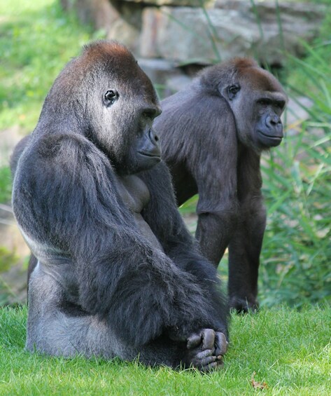 Two gorillas sitting on grass. 3