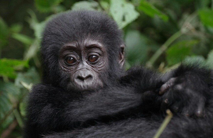A gorilla with dark fur, surrounded by green foliage. 5