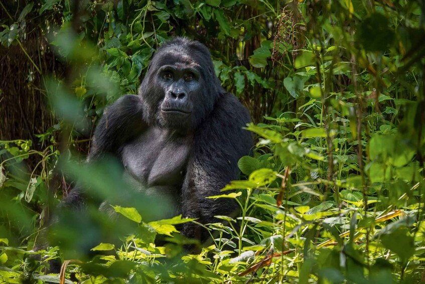 A gorilla in a dense forest. 1