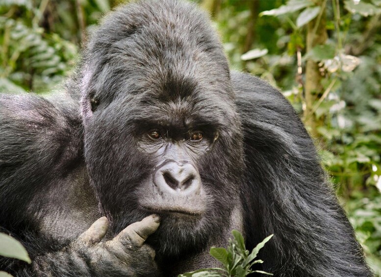 A gorilla with dark fur, resting in a natural environment with green foliage in the background. 4