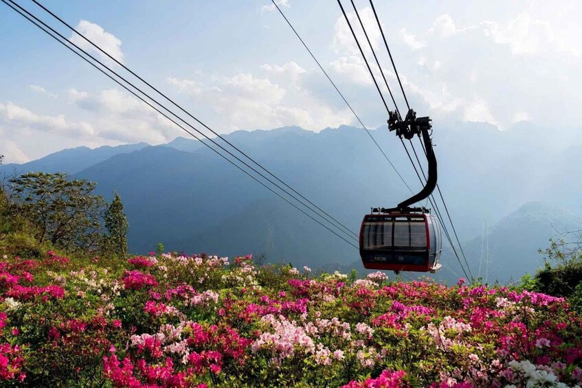 A cable car amidst vibrant pink and white flowers, with mountains in the background. 3