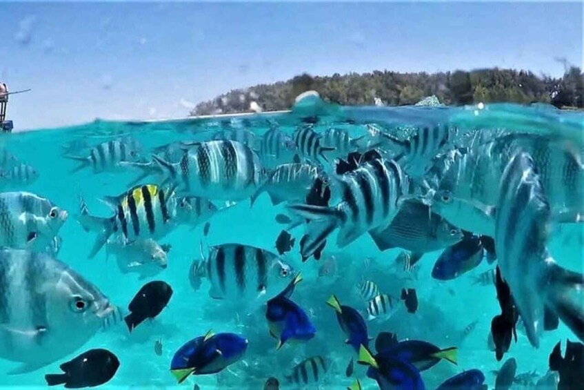 Mar azul cristalina con numerosos peces nadando. 2