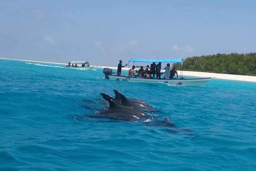 Un bote con gente navegando en un mar azul y despejado, delfines nadando cerca. 3