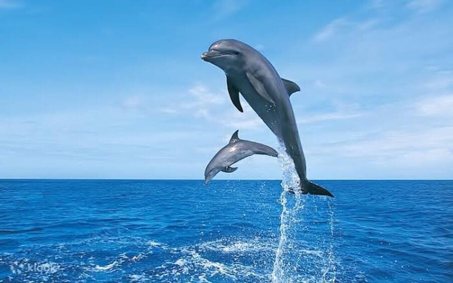 Dos delfines saltando fuera del océano. 1