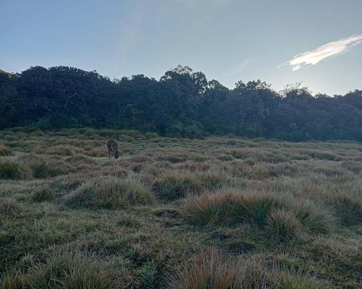 A grassy field with a solitary animal in the distance and a forested hill in the background. 1