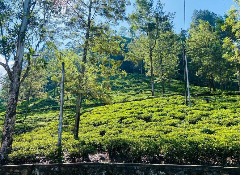 Picture 40 for Activity Nuwara Eliya Tea Plantations Tasting, Waterfalls & Adventure 5
