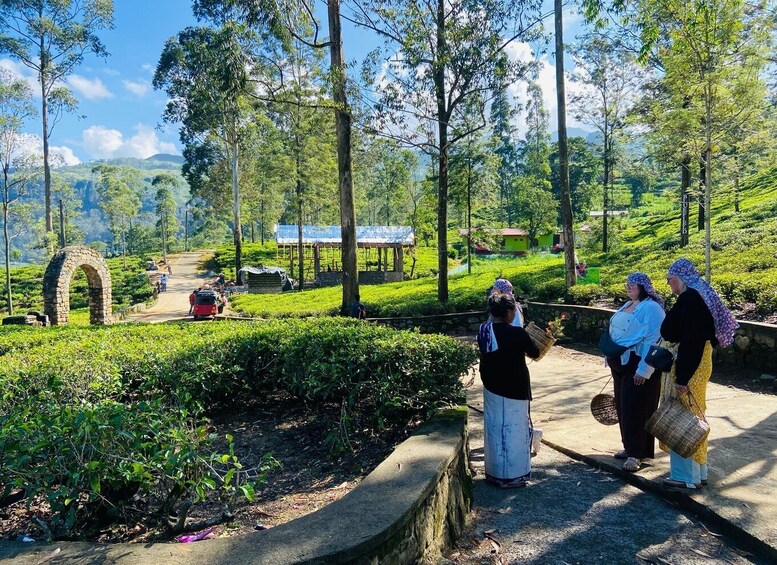 Picture 39 for Activity Nuwara Eliya Tea Plantations Tasting, Waterfalls & Adventure 3