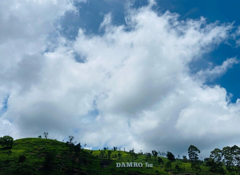 Picture 35 for Activity Nuwara Eliya Tea Plantations Tasting, Waterfalls & Adventure 2