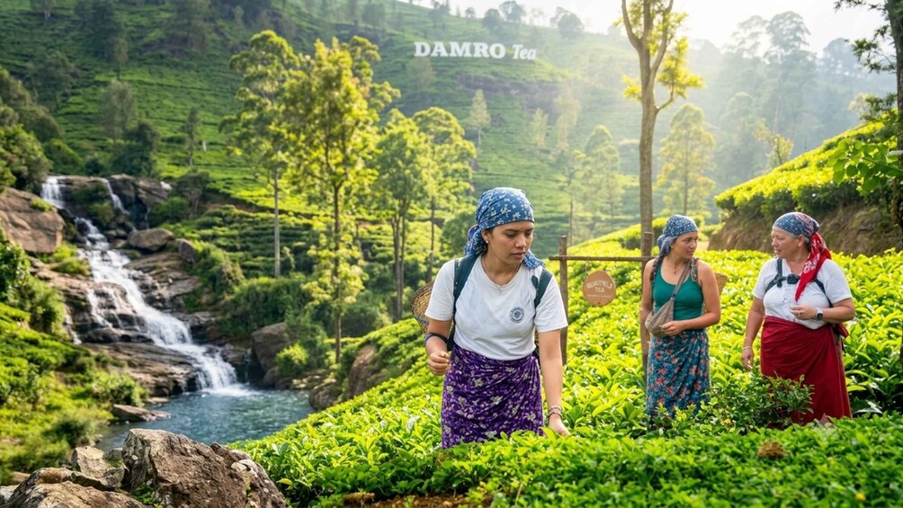A lush green tea plantation with a waterfall and a sign that reads 'DAMRO Tea'. 1