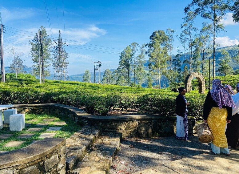 Picture 2 for Activity Nuwara Eliya Tea Plantations Tasting, Waterfalls & Adventure 4