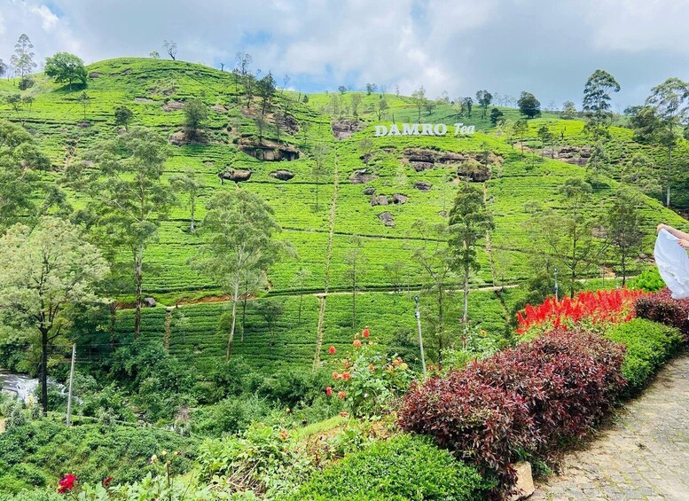 Nuwara Eliya Tea Plantations Tasting, Waterfalls & Adventure 1
