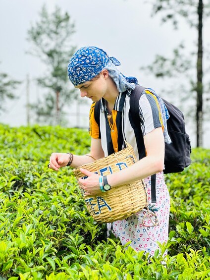 Picture 50 for Activity Nuwara Eliya Tuk Tuk tour to Tea Plantations & Waterfalls. 4