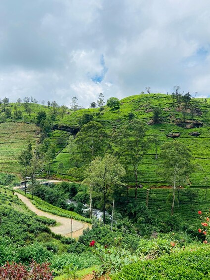 Picture 38 for Activity Nuwara Eliya Tea Plantations Tasting, Waterfalls & Adventure 5