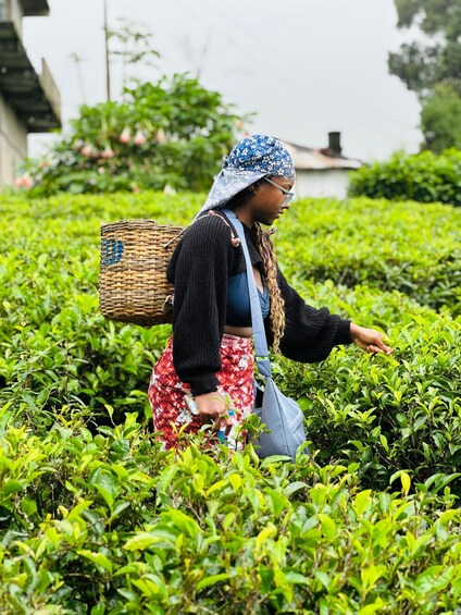 Picture 52 for Activity Nuwara Eliya Tuk Tuk tour to Tea Plantations & Waterfalls. 2